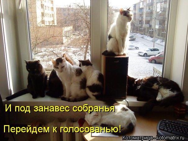 И под занавес собранья Перейдем к голосованью!... Котоматрица: И под занавес собранья Перейдем к голосованью!