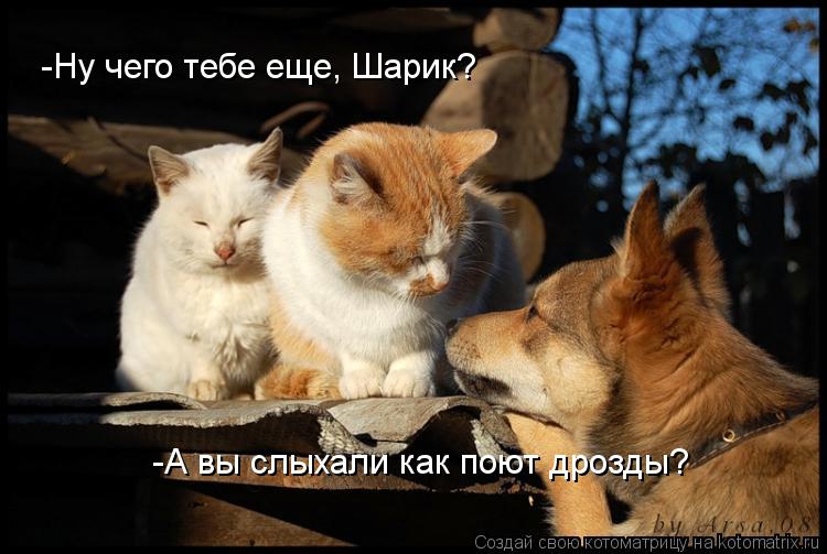 -Ну чего тебе еще, Шарик? -А вы слыхали как поют дрозды?... Котоматрица: -Ну чего тебе еще, Шарик? -А вы слыхали как поют дрозды?