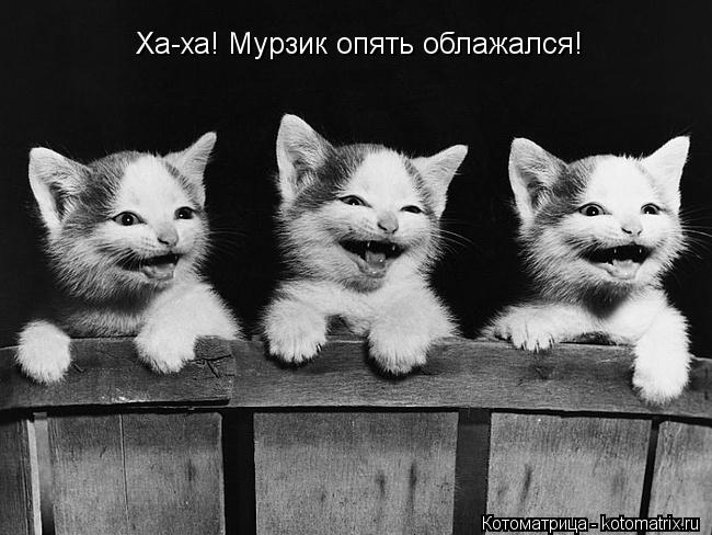 Ха-ха! Мурзик опять облажался!... Котоматрица: Ха-ха! Мурзик опять облажался!