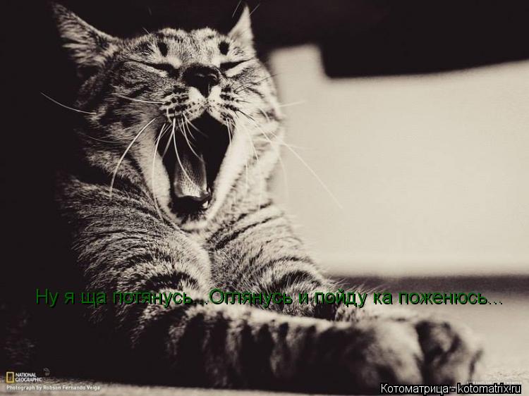 Ну я ща потянусь...Оглянусь и пойду ка поженюсь...... Котоматрица: Ну я ща потянусь...Оглянусь и пойду ка поженюсь...