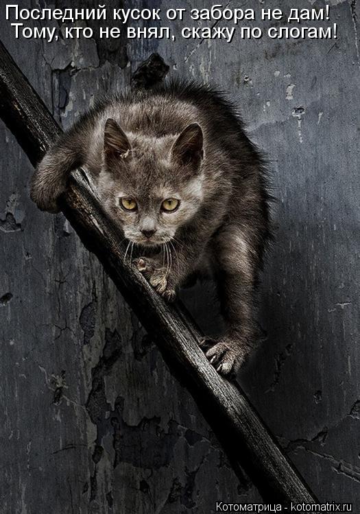 Последний кусок от забора не дам! Тому, кто не внял, скажу по слогам!... Котоматрица: Последний кусок от забора не дам! Тому, кто не внял, скажу по слогам!