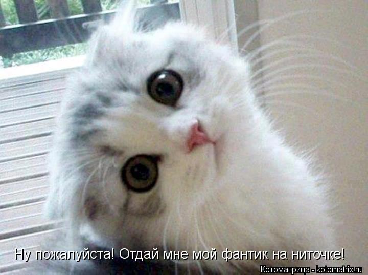 Ну пожалуйста! Отдай мне мой фантик на ниточке!... Котоматрица: Ну пожалуйста! Отдай мне мой фантик на ниточке!