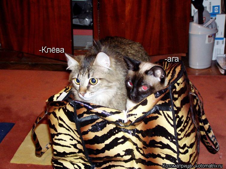 -Клёва -ага... Котоматрица: -Клёва -ага