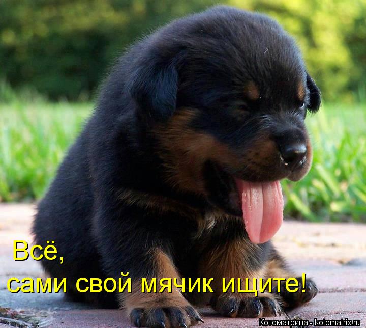 сами свой мячик ищите! Всё,... Котоматрица: сами свой мячик ищите! Всё,