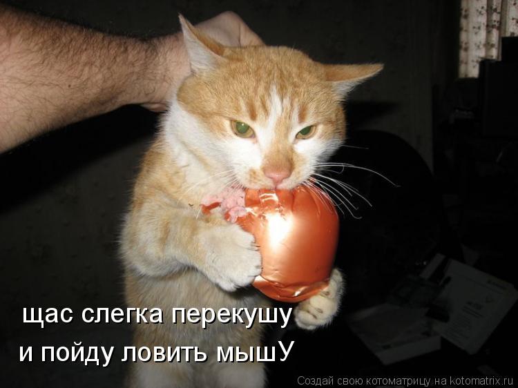 щас слегка перекушу и пойду ловить мышУ... Котоматрица: щас слегка перекушу и пойду ловить мышУ