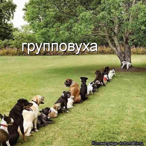 групповуха... Котоматрица: групповуха