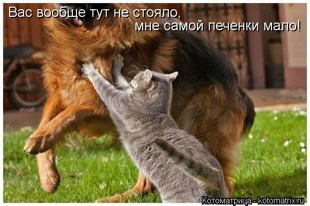 Котоматрица: Вас вообще тут не стояло,  мне самой печенки мало!