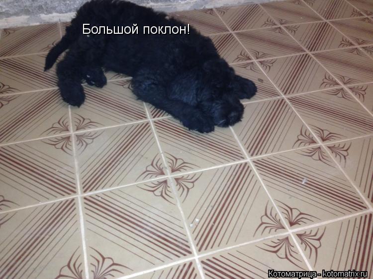 Большой поклон!... Котоматрица: Большой поклон!