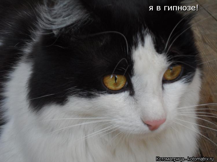 я в гипнозе!... Котоматрица: я в гипнозе!