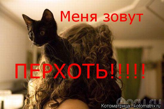 Меня зовут ПЕРХОТЬ!!!!!... Котоматрица: Меня зовут ПЕРХОТЬ!!!!!