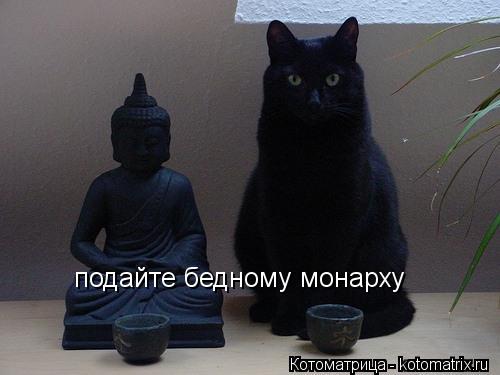 подайте бедному монарху... Котоматрица: подайте бедному монарху
