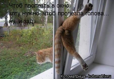 Чтоб пролезть в окно, коту нужно, чтоб пролезла голова... ну, и зад.... Котоматрица: Чтоб пролезть в окно, коту нужно, чтоб пролезла голова... ну, и зад.