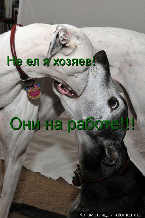 Не ел я хозяев! Они на работе!!!... Котоматрица: Не ел я хозяев! Они на работе!!!