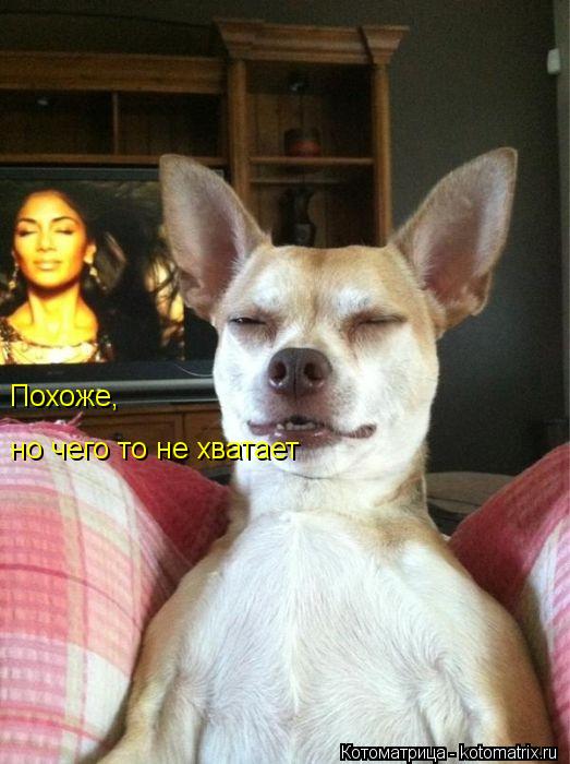 Похоже, но чего то не хватает... Котоматрица: Похоже, но чего то не хватает