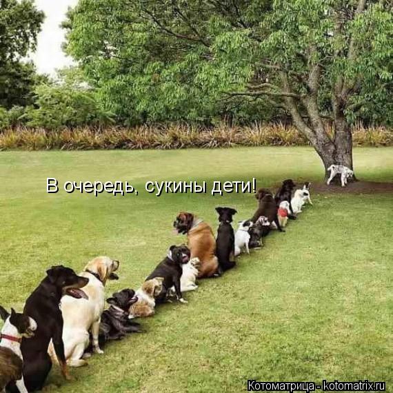 В очередь, сукины дети!... Котоматрица: В очередь, сукины дети!