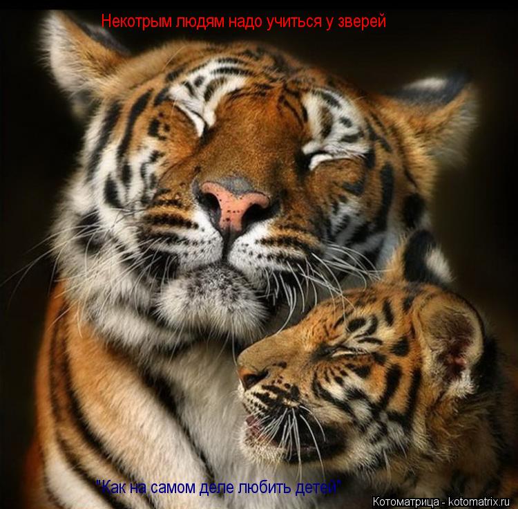 Некотрым людям надо учиться у зверей "Как на самом деле любить детей"... Котоматрица: Некотрым людям надо учиться у зверей "Как на самом деле любить детей"