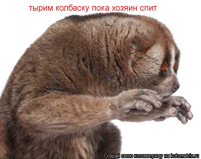 тырим колбаску пока хозяин спит... Котоматрица: тырим колбаску пока хозяин спит