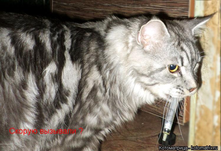 Скорую вызывали ?... Котоматрица: Скорую вызывали ?