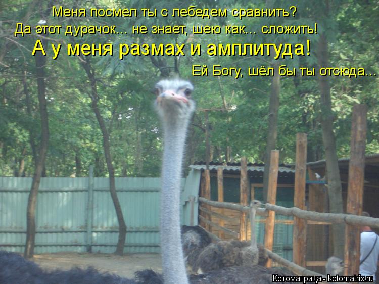 Котоматрица: А у меня размах и амплитуда! Меня посмел ты с лебедем сравнить? Ей Богу, шёл бы ты отсюда... Да этот дурачок... не знает, шею как... сложить!