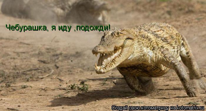 Чебурашка, я иду ,подожди!... Котоматрица: Чебурашка, я иду ,подожди!