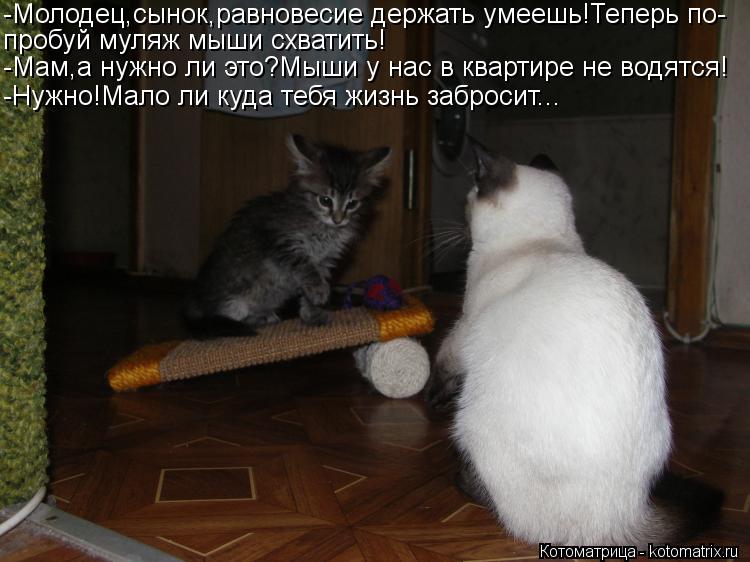 -Молодец,сынок,равновесие держать умеешь!Теперь по- пробуй муляж мыши схватить! -Мам,а нужно ли это?М... Котоматрица: -Молодец,сынок,равновесие держать умеешь!Теперь по- пробуй муляж мыши схватить! -Мам,а нужно ли это?Мыши у нас в квартире не водятся! -Нужно!М