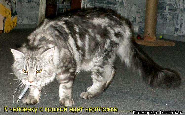 К человеку с кошкой едет неотложка........... Котоматрица: К человеку с кошкой едет неотложка........