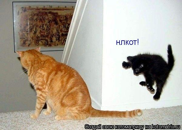 нлкот!... Котоматрица: нлкот!