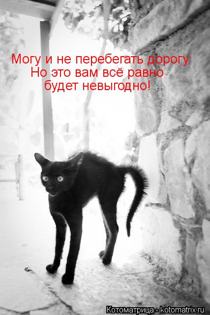 Могу и не перебегать дорогу. Но это вам всё равно будет невыгодно!... Котоматрица: Могу и не перебегать дорогу. Но это вам всё равно будет невыгодно!