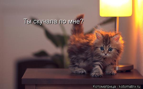 Ты скучала по мне?... Котоматрица: Ты скучала по мне?