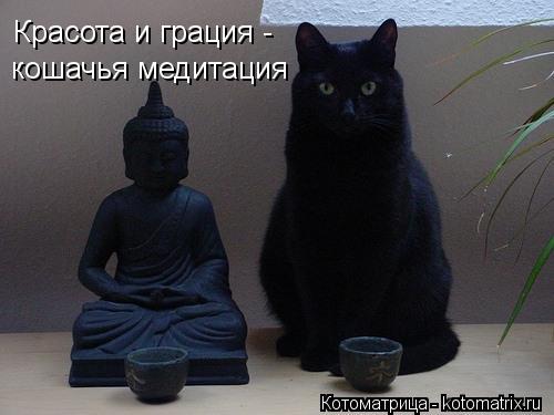 Красота и грация - кошачья медитация... Котоматрица: Красота и грация - кошачья медитация