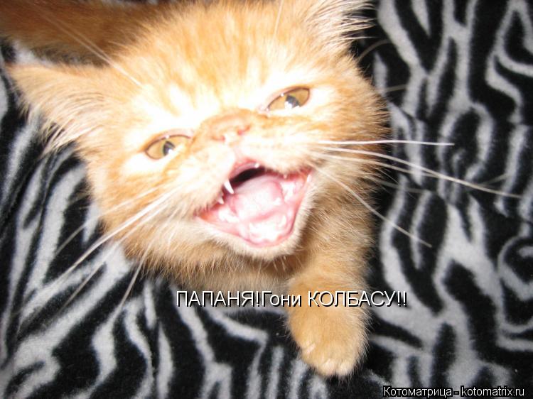 ПАПАНЯ!Гони КОЛБАСУ!!... Котоматрица: ПАПАНЯ!Гони КОЛБАСУ!!