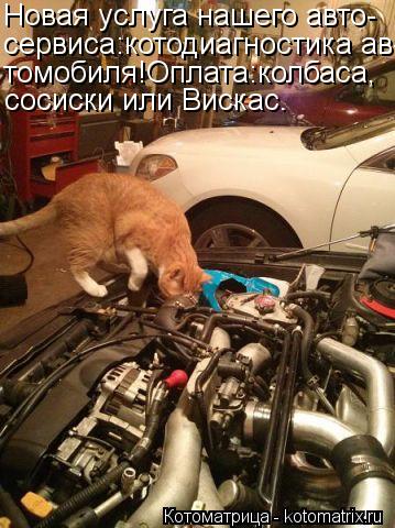 Новая услуга нашего авто- сервиса:котодиагностика ав- томобиля!Оплата:колбаса, сосиски или Вискас.... Котоматрица: Новая услуга нашего авто- сервиса:котодиагностика ав- томобиля!Оплата:колбаса, сосиски или Вискас.