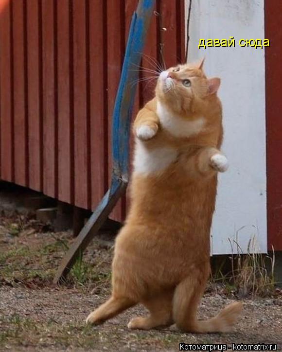 давай сюда... Котоматрица: давай сюда