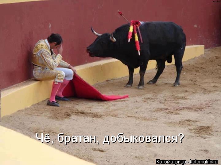 Чё, братан, добыковался?... Котоматрица: Чё, братан, добыковался?