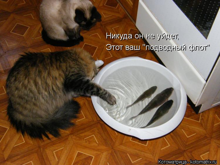 Никуда он не уйдет, Этот ваш "подводный флот"... Котоматрица: Никуда он не уйдет, Этот ваш "подводный флот"