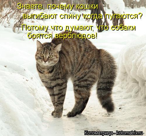 Знаете, почему кошки выгибают спину когда пугаются? Потому что думают, что собаки боятся верблюдов!... Котоматрица: Знаете, почему кошки выгибают спину когда пугаются? Потому что думают, что собаки боятся верблюдов!