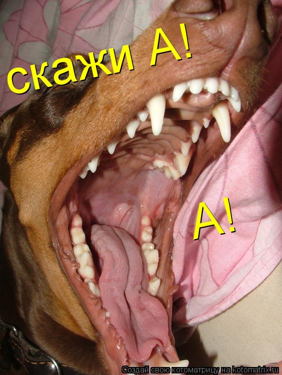 скажи А! А!... Котоматрица: скажи А! А!