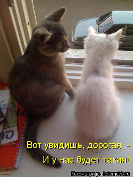 Вот увидишь, дорогая ,- И у нас будет такая!... Котоматрица: Вот увидишь, дорогая ,- И у нас будет такая!