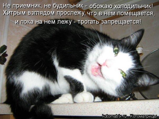 Не приемник, не будильник - обожаю холодильник! Хитрым взглядом прослежу, что в нем помещается, и п... Котоматрица: Не приемник, не будильник - обожаю холодильник! Хитрым взглядом прослежу, что в нем помещается, и пока на нем лежу - трогать запрещается!