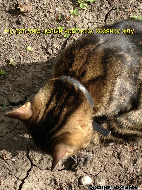 Ну вот, уже целый час сижу, хозяйку жду...... Котоматрица: Ну вот, уже целый час сижу, хозяйку жду...