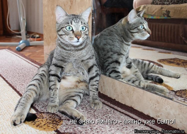 не знаю ничего - пятно уже было!... Котоматрица: не знаю ничего - пятно уже было!