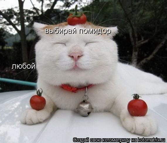 выбирай помидор любой... Котоматрица: выбирай помидор любой