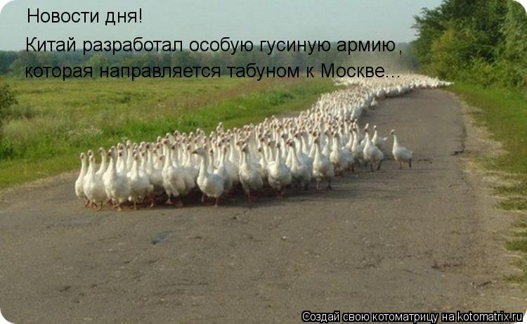 Котоматрица: Новости дня!  Китай разработал особую гусиную армию , которая направляется табуном к Москве...