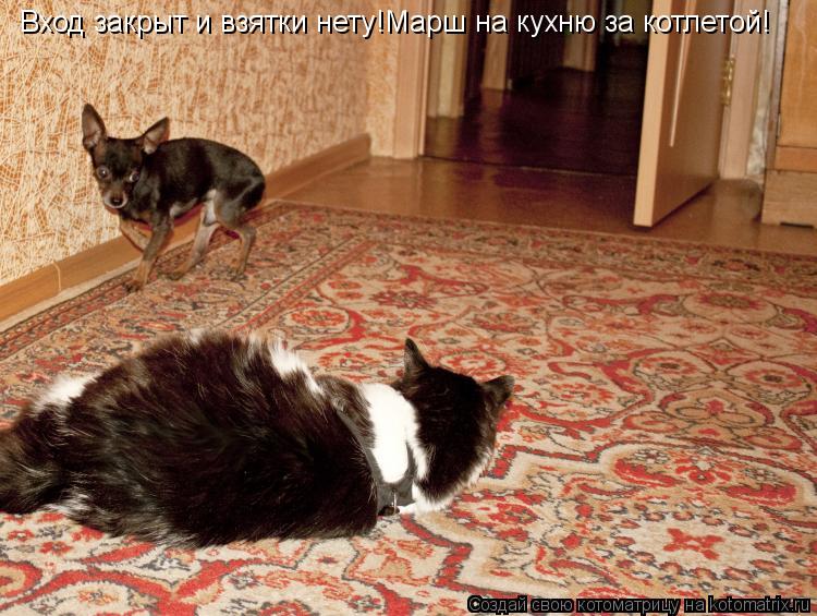 Вход закрыт и взятки нету!Марш на кухню за котлетой!... Котоматрица: Вход закрыт и взятки нету!Марш на кухню за котлетой!
