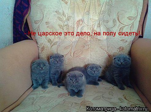 - Не царское это дело, на полу сидеть!... Котоматрица: - Не царское это дело, на полу сидеть!