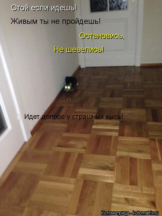 Стой если идешь! Живым ты не пройдешь! Остановись, Не шевелись! Идет допрос у страшных кысь!... Котоматрица: Стой если идешь! Живым ты не пройдешь! Остановись, Не шевелись! Идет допрос у страшных кысь!
