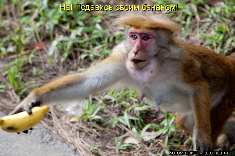 На! Подавись своим бананом!... Котоматрица: На! Подавись своим бананом!