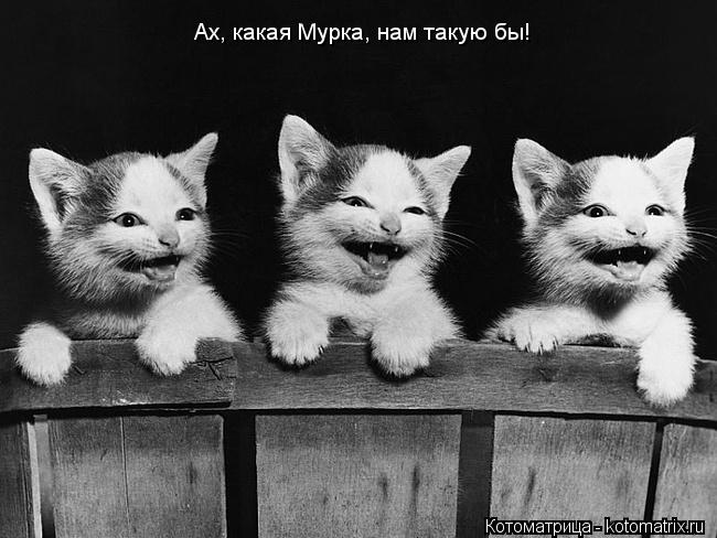 Ах, какая Мурка, нам такую бы!... Котоматрица: Ах, какая Мурка, нам такую бы!