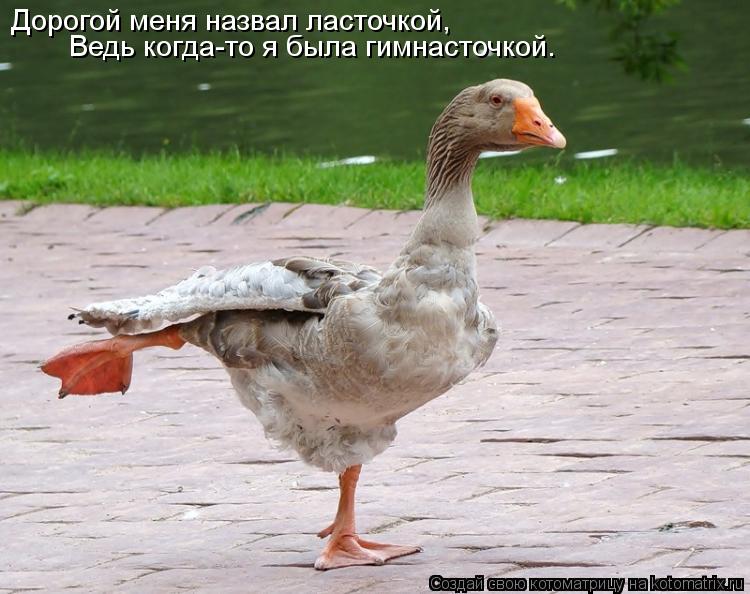 Дорогой меня назвал ласточкой, Ведь когда-то я была гимнасточкой.... Котоматрица: Дорогой меня назвал ласточкой, Ведь когда-то я была гимнасточкой.