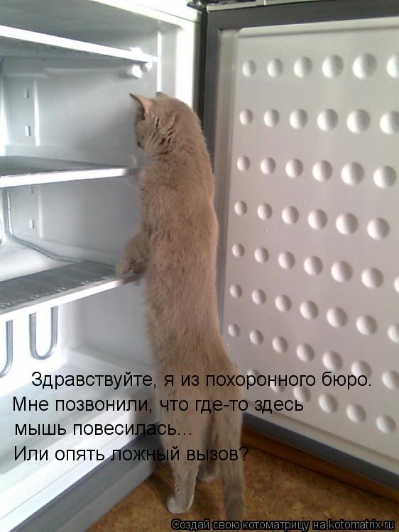 Здравствуйте, я из похоронного бюро. Мне позвонили, что где-то здесь мышь повесилась... Или опять лож... Котоматрица: Здравствуйте, я из похоронного бюро. Мне позвонили, что где-то здесь мышь повесилась... Или опять ложный вызов?